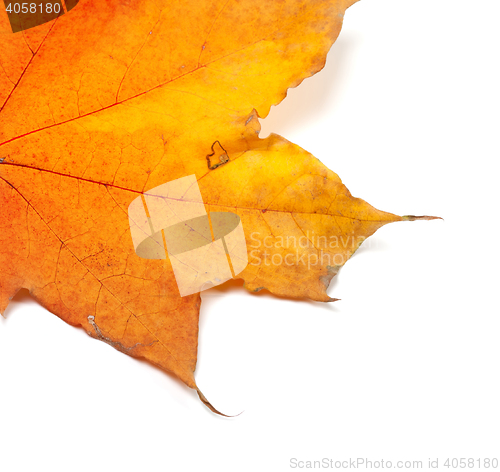 Image of Piece of autumn yellow maple-leaf