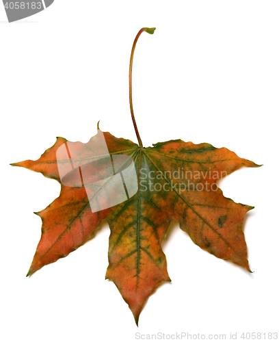 Image of Autumn multicolor maple-leaf