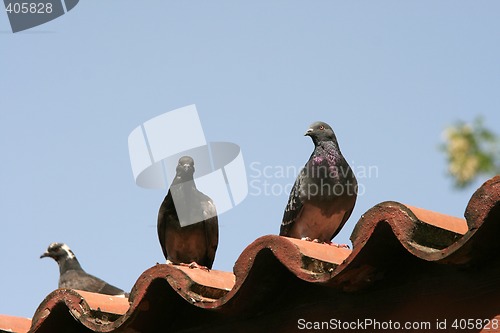 Image of doves on roof