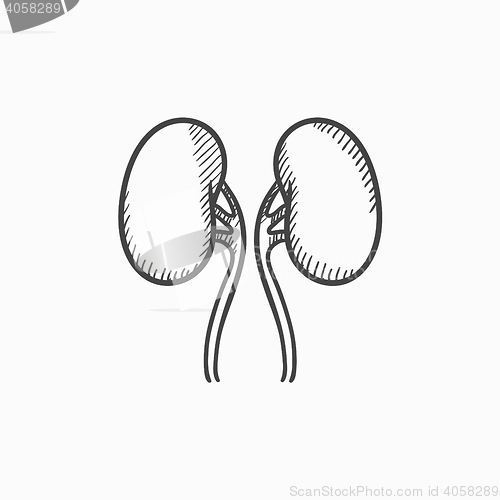 Image of Kidney sketch icon.