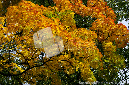 Image of Leaves in fall