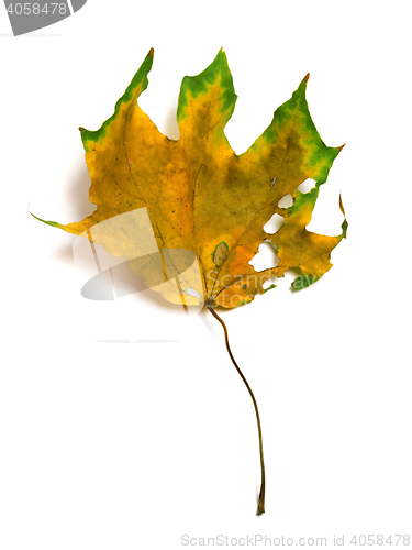 Image of Autumn dry multicolor maple leaf with holes