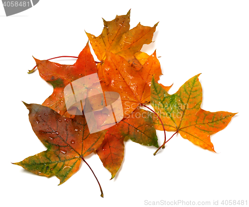 Image of Wet autumn multicolor maple-leafs with water drops