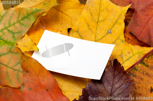 Image of Autumn multicolor leafs with empty price card