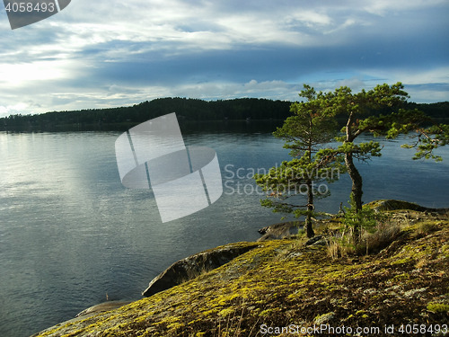 Image of Pine trees, Alsen / Askersund coast