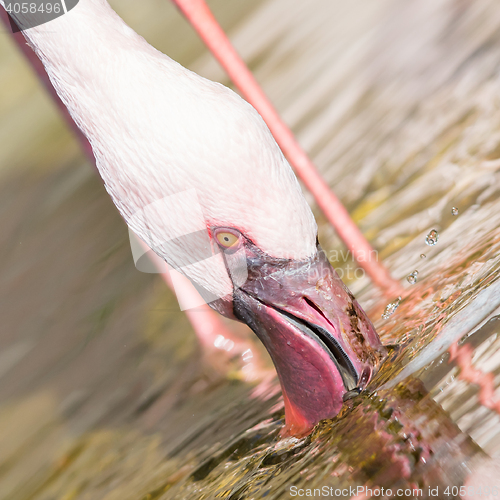 Image of Pink flamingo is drinking - Selective focus