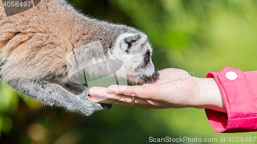 Image of Lemur with human hand - Selective focus