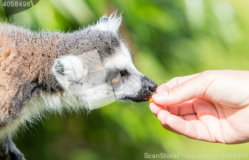 Image of Lemur with human hand - Selective focus
