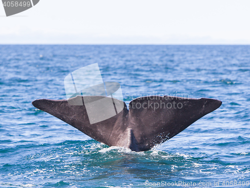 Image of Tail of a Sperm Whale diving