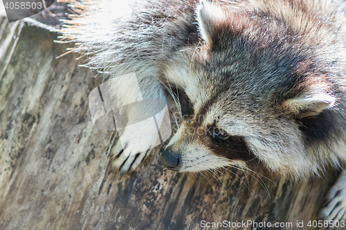 Image of Adult racoon on a tree