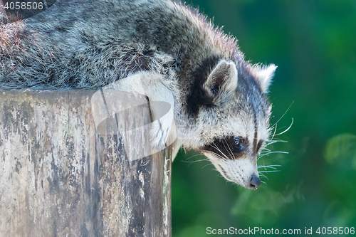 Image of Adult racoon on a tree