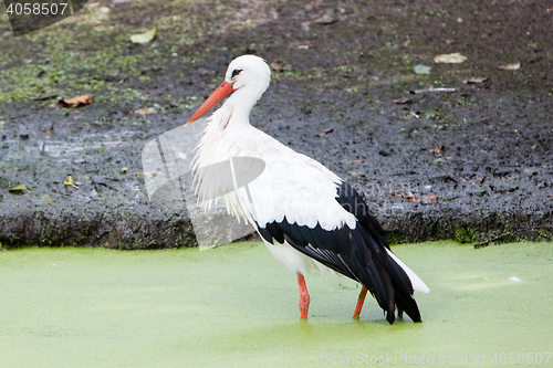 Image of Stork walking in a pond filled with duckweed