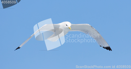 Image of Black-legged kittiwake flying