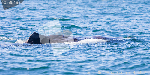 Image of Large Sperm Whale near Iceland