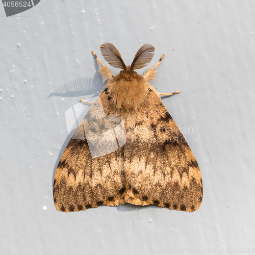 Image of Moth sitting still