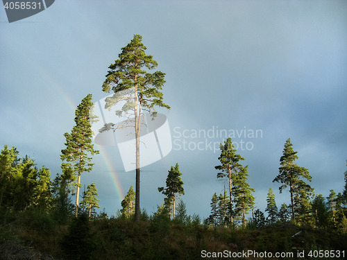 Image of Pine trees and rainbow