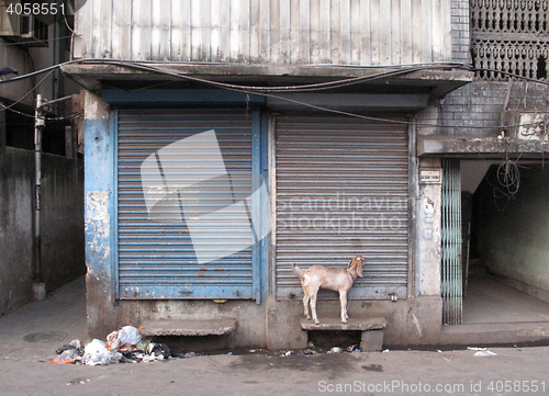 Image of Streets of Kolkata. Domestic goat chained to wall at front door of shop