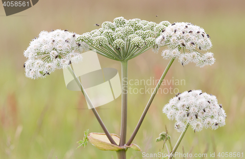 Image of Many flies on white flower in summer