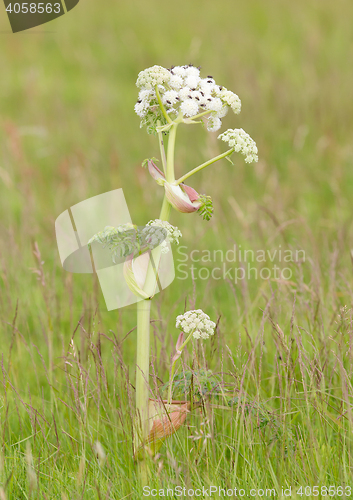 Image of Many flies on white flower in summer