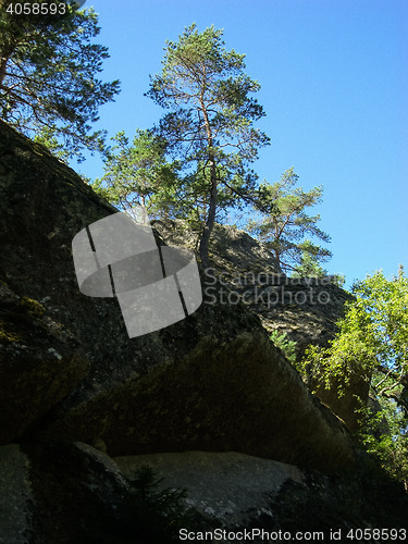 Image of Tree, Tiveden National Park