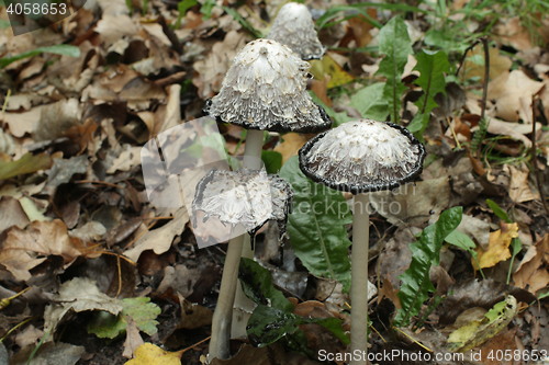 Image of  Inky coprinus among fallen leaves