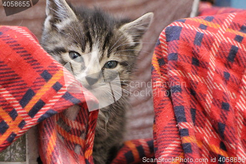 Image of  Little fluffy kitten muzzle