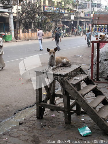 Image of Streets of Kolkata. Stray dogs is sitting in the street