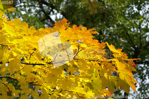 Image of Leaves in fall