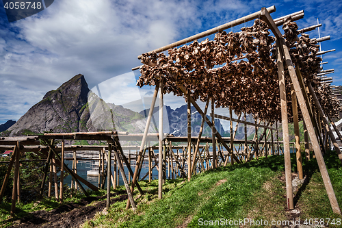 Image of Fish heads drying on racks