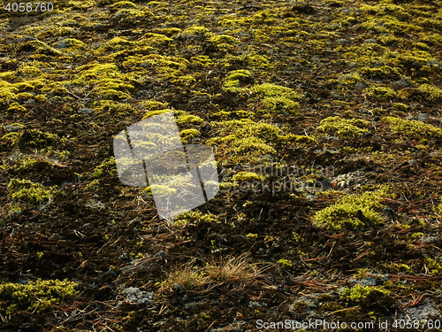 Image of Moss and lichens