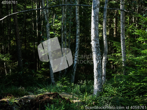 Image of Birch trees, Tiveden, Sweden