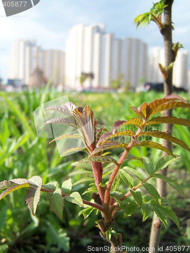 Image of Nature in the city