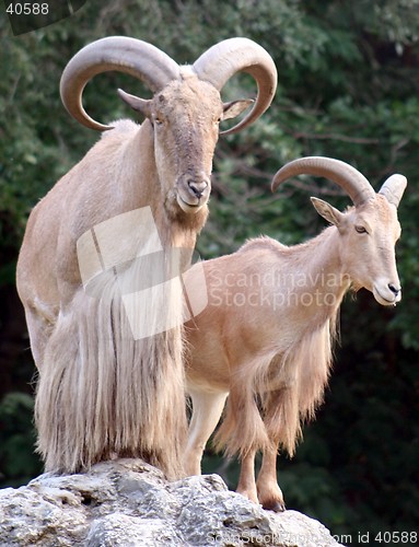 Image of African Sheep
