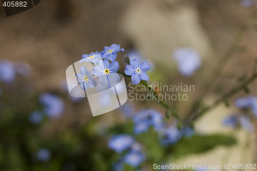 Image of forget-me-not