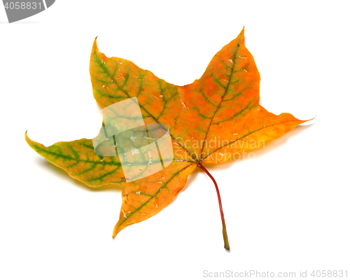 Image of Autumn multicolor maple-leafs with water drops