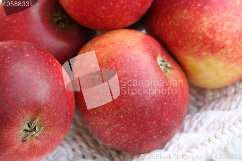 Image of Swedish apples - Ingrid Marie