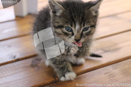Image of  portrait of a small fluffy kitten