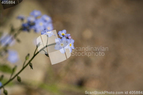 Image of forget-me-not