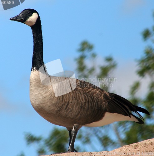 Image of Canada Goose