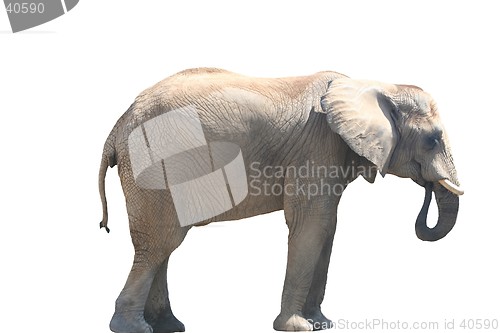 Image of Isolated Elephant