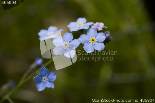 Image of forget-me-not