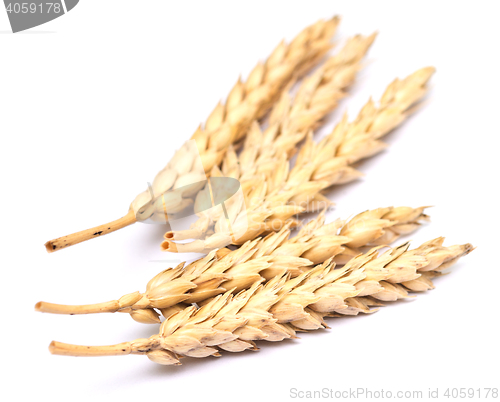 Image of wheat on white