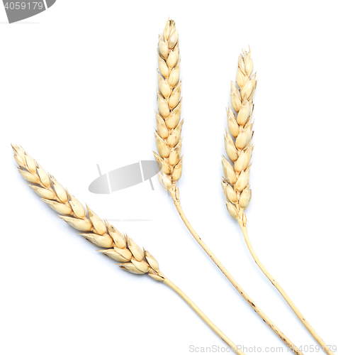 Image of wheat on white