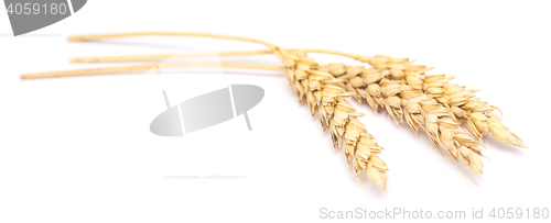 Image of wheat on white