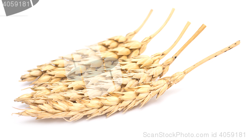 Image of wheat on white