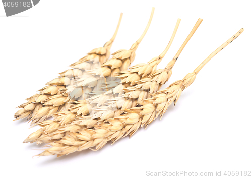 Image of wheat on white