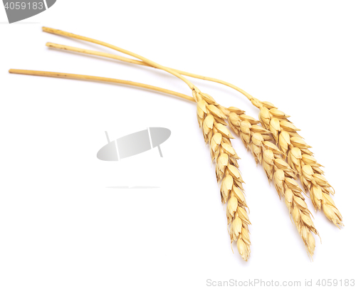 Image of wheat on white