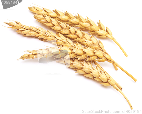 Image of wheat on white