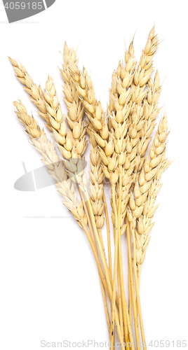 Image of wheat on white