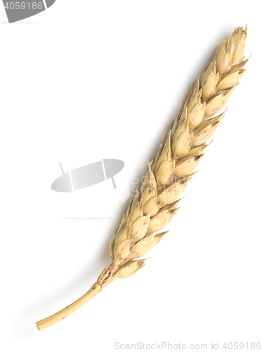 Image of wheat on white